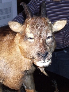 This goat